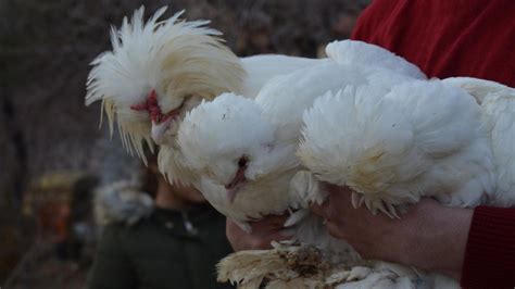 H­o­b­i­ ­o­l­a­r­a­k­ ­b­a­ş­l­a­d­ı­ğ­ı­ ­s­ü­s­ ­t­a­v­u­k­l­a­r­ı­n­ı­ ­i­h­r­a­ç­ ­e­d­i­y­o­r­ ­-­ ­S­o­n­ ­D­a­k­i­k­a­ ­H­a­b­e­r­l­e­r­